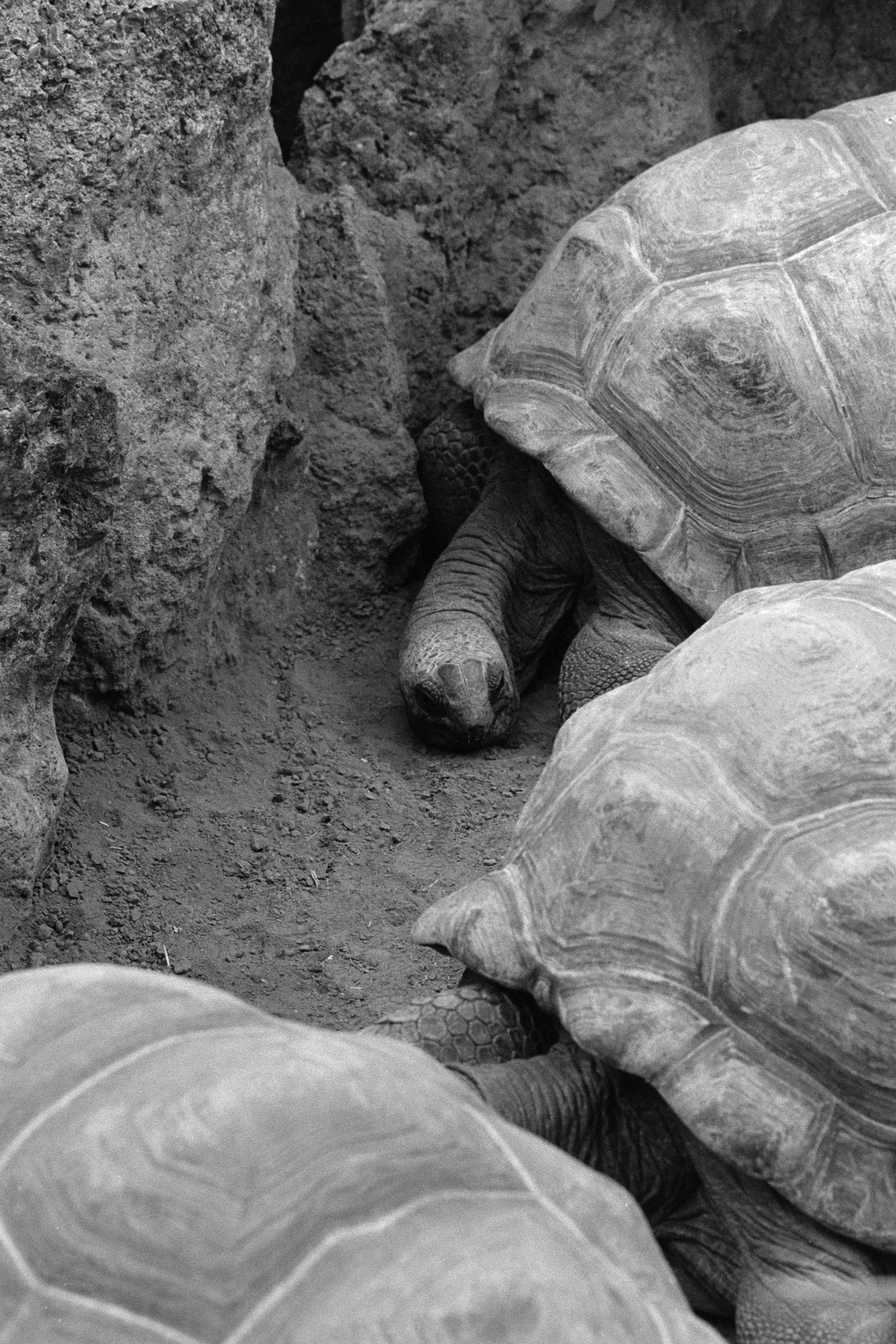 Schwarz-Weiß-Aufnahme von drei Schildkröten, die in einem engen Felsengraben zwischen rauen, unregelmäßigen Steinwänden positioniert sind. Die Schildkröten sind teilweise überlappend dargestellt; eine im Vordergrund, eine im Mittelgrund und eine im Hintergrund. Ihre Panzer zeigen deutliche, geometrische Muster und ihre Haut ist faltig und texturiert. Der Boden besteht aus dunkler, lockeren Erde. Die Komposition ist asymmetrisch, mit den Schildkröten diagonal angeordnet. Die Beleuchtung ist diffus, was zu weichen Schatten und einer gleichmäßigen Grautonpalette führt.